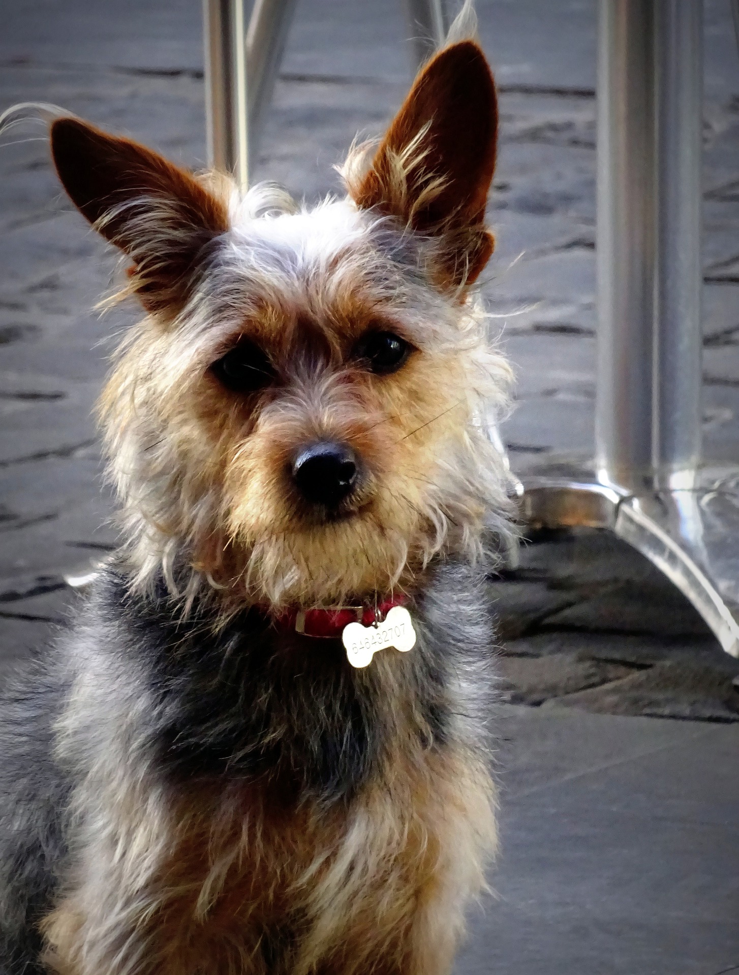 Image of scruffy dog wearing a red collar and dog tag.